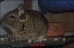 malli_degu3.jpg