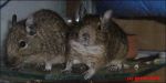 malli_degu4.jpg