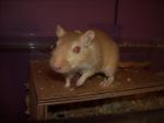 Filename=Leevi.JPG
Filesize=59KB
Dimensions=546x410
Date added=Dec 02, 2006 Leevi.JPG