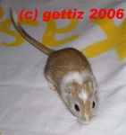 Filename=VVQT.jpg
Filesize=56KB
Dimensions=565x600
Date added=Dec 02, 2006 VVQT.jpg