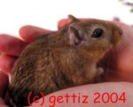Filename=nousylis.jpg
Filesize=109KB
Dimensions=333x268
Date added=Dec 02, 2006 nousylis.jpg